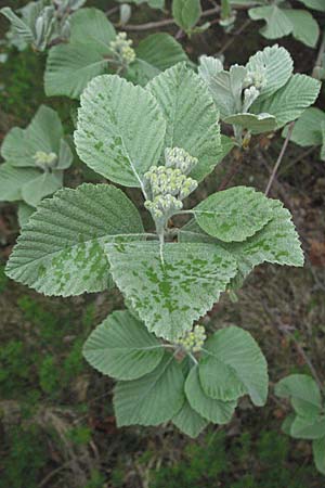 Sorbus aria / Whitebeam, D Hurlach 5.5.2007