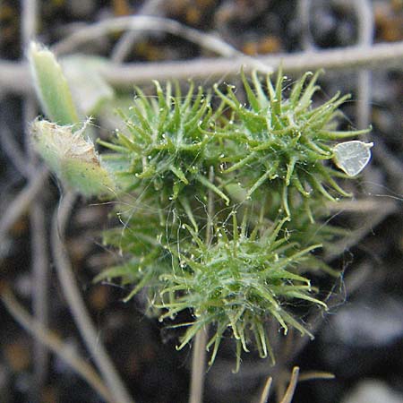 Medicago minima \ Zwerg-Schneckenklee, D Mannheim 25.5.2007