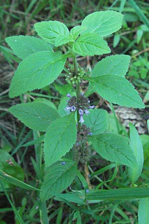 Mentha arvensis \ Acker-Minze / Corn Mint, D Mörfelden-Walldorf 6.8.2007