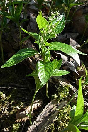 Mercurialis perennis, Wald-Bingelkraut