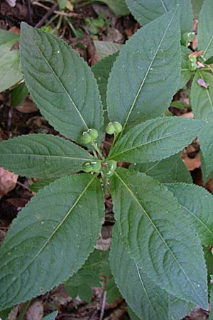 Mercurialis perennis \ Wald-Bingelkraut, D Hambrücken 29.4.2008