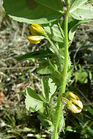 Medicago arabica \ Arabischer Schneckenklee, D Weinheim an der Bergstraße 6.5.2008