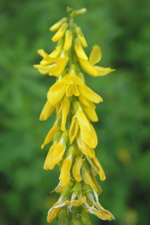 Melilotus altissimus \ Hoher Steinklee, Hoher Honigklee / Tall Melilot, D Offenburg 27.7.2009