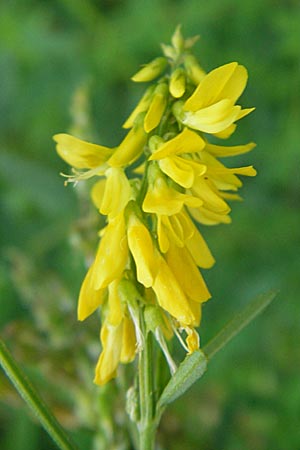 Melilotus altissimus \ Hoher Steinklee, Hoher Honigklee / Tall Melilot, D Offenburg 27.7.2009