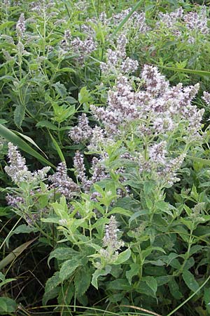 Mentha longifolia \ Ross-Minze / Horse Mint, D Gessertshausen 30.7.2011