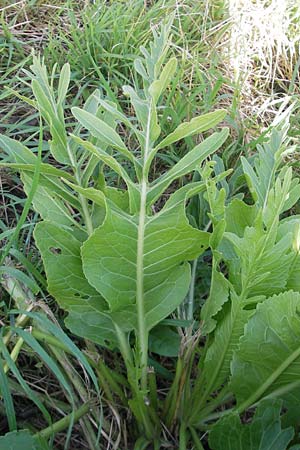 Armoracia rusticana \ Meerrettich / Horse Radish, D Mannheim 19.9.2011