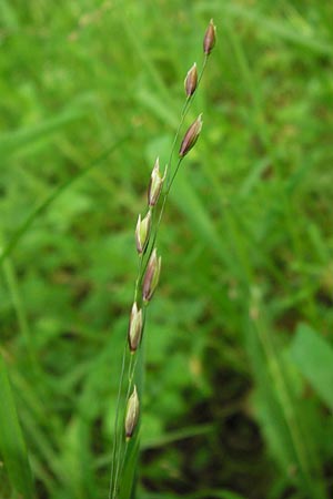 Melica uniflora \ Einbltiges Perlgras / Wood Melick, D Bensheim-Langwaden 14.5.2013