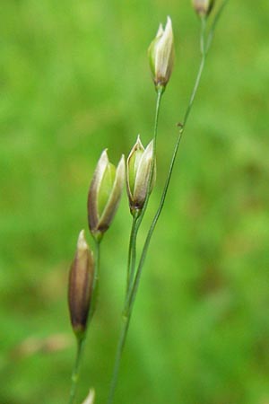 Melica uniflora \ Einbltiges Perlgras, D Bensheim-Langwaden 14.5.2013