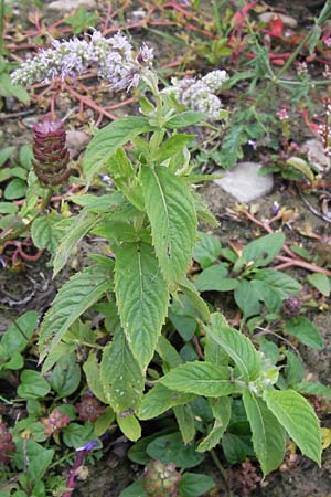 Mentha longifolia \ Ross-Minze / Horse Mint, D Mannheim 15.9.2013