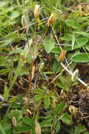 Moenchia erecta / Upright Chickweed, D Herborn 24.5.2014