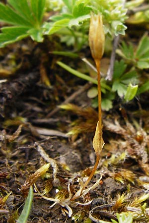 Moenchia erecta / Upright Chickweed, D Herborn 24.5.2014