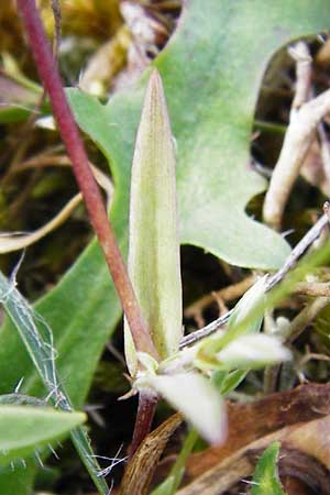 Moenchia erecta / Upright Chickweed, D Herborn 24.5.2014