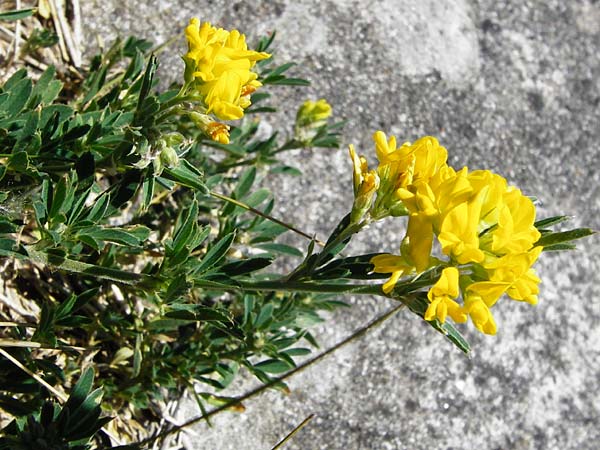 Medicago falcata / Sickle Medick, D Eining 13.6.2014