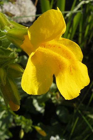 Mimulus guttatus \ Gefleckte Gauklerblume, D  23.6.2012