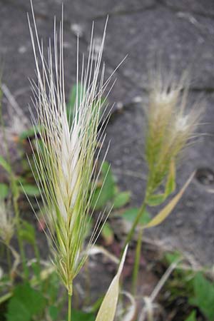 Hordeum murinum \ Muse-Gerste, D Mannheim 4.7.2013