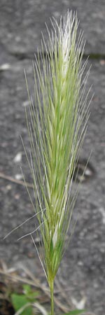 Hordeum murinum / Wall Barley, D Mannheim 4.7.2013