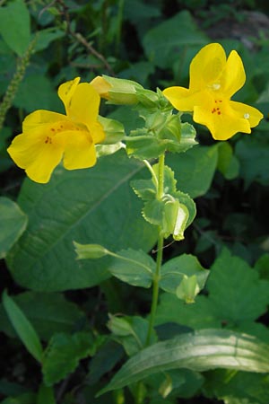 Mimulus guttatus \ Gefleckte Gauklerblume / Monkey Flower, D Landkreis Karlsruhe, Oberhausen-Rheinhausen 28.8.2013