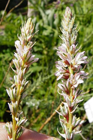 Myricaria germanica \ Deutsche Tamariske, Rispelstrauch, D Pappenheim 19.6.2014