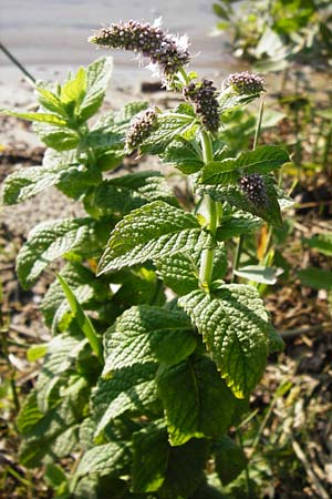 Mentha x villosa \ Hain-Minze, Apfel-Minze / Cuban Mint, Large Apple Mint, D Graben-Neudorf 15.7.2014