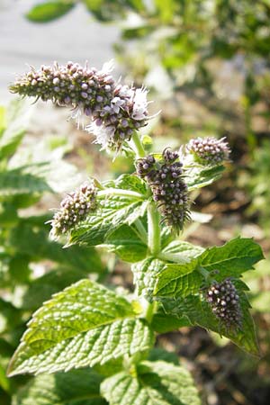 Mentha x villosa \ Hain-Minze, Apfel-Minze / Cuban Mint, Large Apple Mint, D Graben-Neudorf 15.7.2014