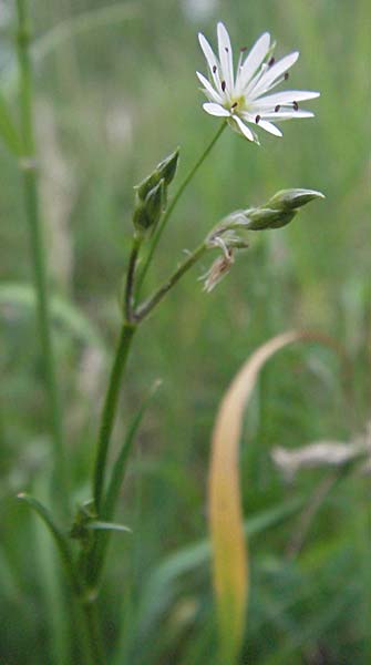 Stellaria graminea \ Gras-Sternmiere / Lesser Stitchwort, D Bensheim 15.5.2006