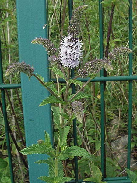 Mentha spicata \ Grne Minze, hrige Minze, D Weinheim an der Bergstraße 10.7.2006