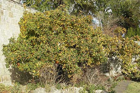 Mespilus germanica \ Echte Mispel, D Quedlinburg 3.11.2006