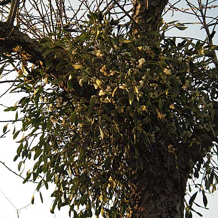 Viscum album subsp. album \ Laubholz-Mistel / Mistletoe, D Mannheim Reiß-Insel 10.12.2006