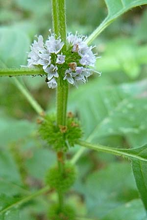 Mentha arvensis \ Acker-Minze / Corn Mint, D Reilingen 24.9.2007