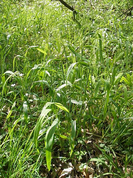 Milium effusum \ Wald-Flattergras / American Millet Grass, D Hambrücken 9.4.2011