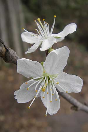 Prunus domestica subsp. syriaca \ Mirabelle, D Pforzheim 31.3.2012