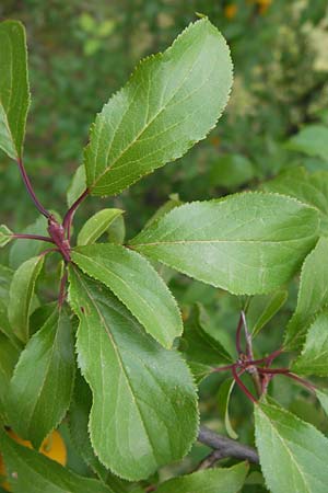 Prunus cerasifera \ Kirschpflaume, D Mannheim 16.7.2012