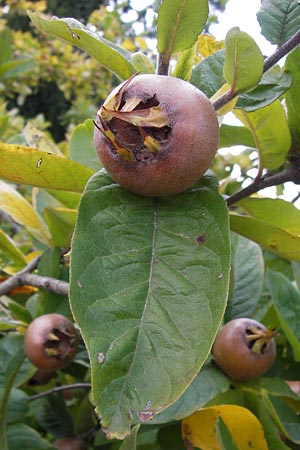 Mespilus germanica \ Echte Mispel, D Weinheim an der Bergstraße, Botan. Gar.  Hermannshof 18.10.2012