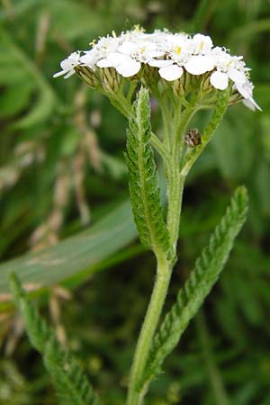 Achillea collina \ Hgel-Schafgarbe, D Mannheim 18.5.2014