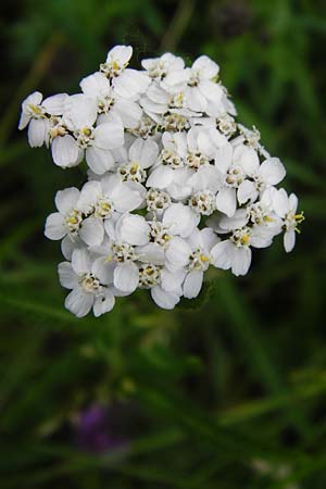 Achillea collina \ Hgel-Schafgarbe / Mountain Yarrow, D Mannheim 18.5.2014