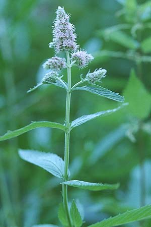 Mentha longifolia \ Ross-Minze / Horse Mint, D Mannheim 4.9.2005