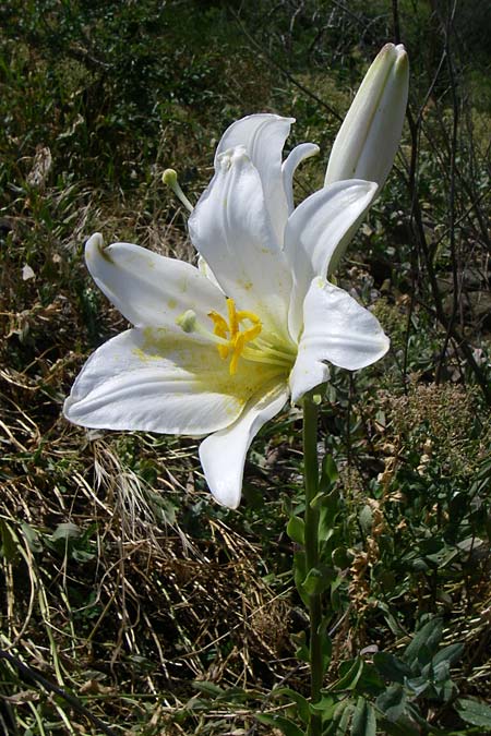 Lilium candidum \ Madonnen-Lilie, Weie Lilie / Madonna Lily, D Rheinhessen, Flonheim 14.6.2008