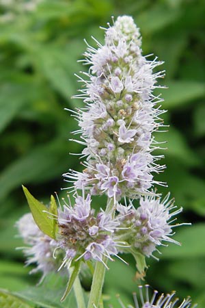 Mentha longifolia \ Ross-Minze / Horse Mint, D Heidelberg 6.9.2009