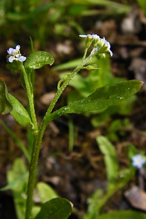 Myosotis laxa / Small-Flowered Forget-me-not, Tufted Forget-me-not, D Groß-Gerau 11.5.2014