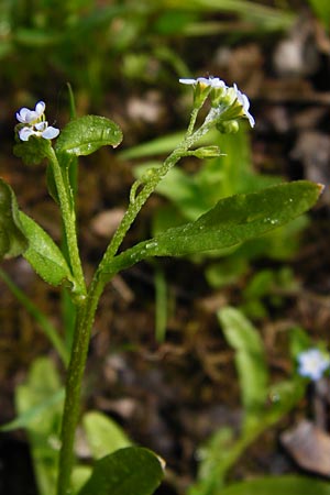 Myosotis laxa \ Rasen-Vergissmeinnicht / Small-Flowered Forget-me-not, Tufted Forget-me-not, D Groß-Gerau 11.5.2014