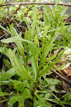 Myosotis laxa \ Rasen-Vergissmeinnicht / Small-Flowered Forget-me-not, Tufted Forget-me-not, D Groß-Gerau 11.5.2014