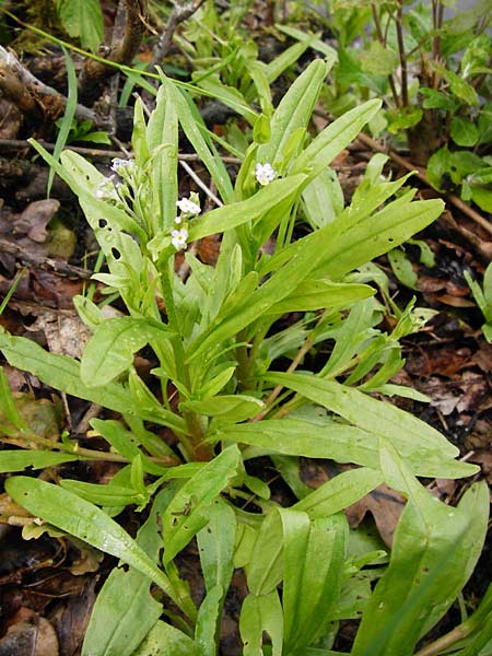 Myosotis laxa \ Rasen-Vergissmeinnicht / Small-Flowered Forget-me-not, Tufted Forget-me-not, D Groß-Gerau 11.5.2014