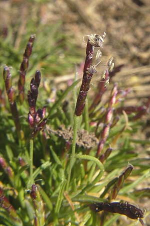 Mibora minima \ Zwerggras / Early Sandgrass, D Rüsselsheim 12.3.2011