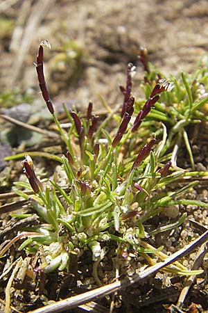 Mibora minima \ Zwerggras / Early Sandgrass, D Rüsselsheim 12.3.2011