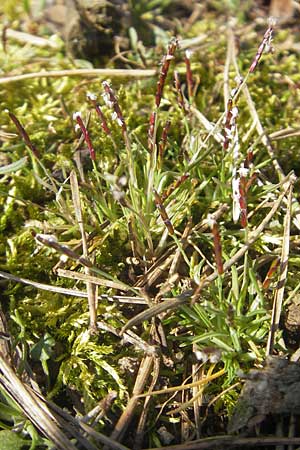 Mibora minima \ Zwerggras / Early Sandgrass, D Rüsselsheim 12.3.2011