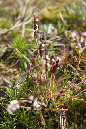 Mibora minima \ Zwerggras / Early Sandgrass, D Rüsselsheim 12.3.2011