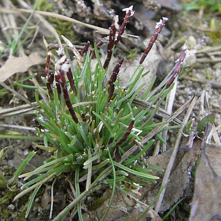 Mibora minima \ Zwerggras / Early Sandgrass, D Rüsselsheim 12.3.2011