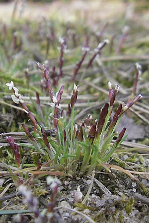 Mibora minima \ Zwerggras / Early Sandgrass, D Rüsselsheim 12.3.2011