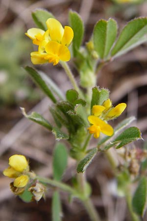 Medicago minima \ Zwerg-Schneckenklee, D Mannheim 15.5.2014