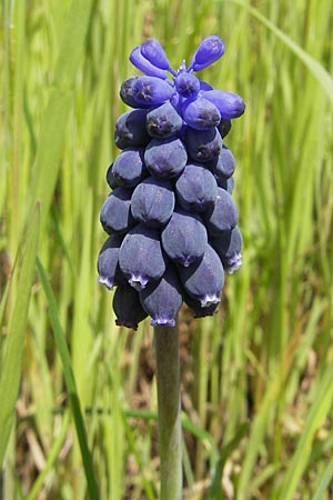 Muscari neglectum \ bersehene Traubenhyazinthe, Weinbergs-Trubel, D Neckarzimmern 11.4.2010